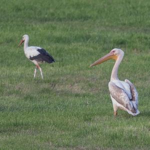 Great White Pelican