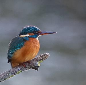 Common Kingfisher