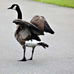 Canada Goose