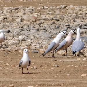 Slender-billed Gull