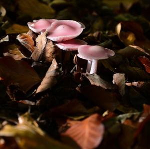 Pink Mycena