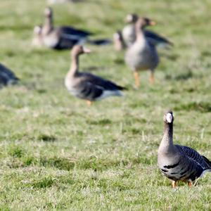 Greater White-fronted Goose