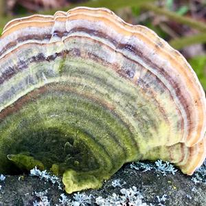 Turkey-tail