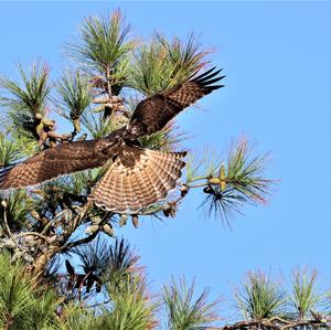 Rotschwanzbussard