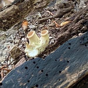 Dryad`s Saddle