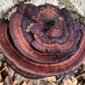 Thick-maze Oak polypore