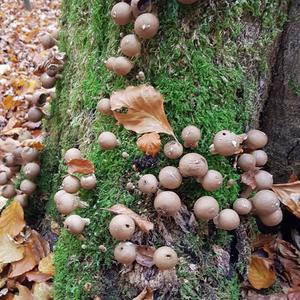 Stump Puffball