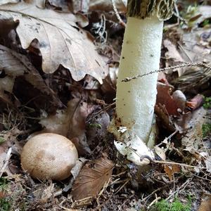 Stinkhorn, Common