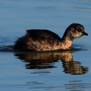 Little Grebe