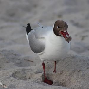 Black-headed Gull