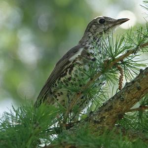 Mistle Thrush