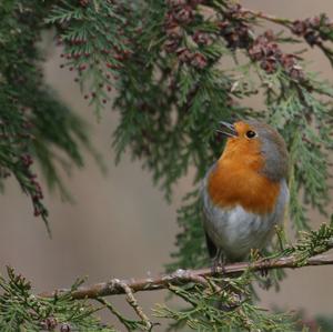 European Robin