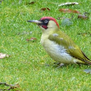 Eurasian Green Woodpecker