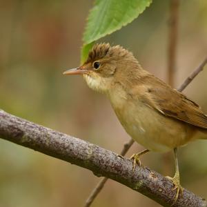 Icterine Warbler