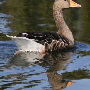 Greylag Goose