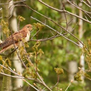 Common Cuckoo