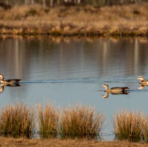 Egyptian Goose