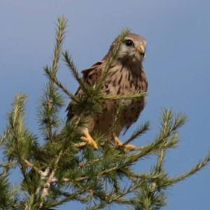 Common Kestrel