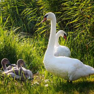 Höckerschwan