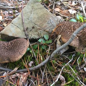 Shingled Hedgehog