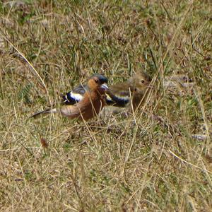 Eurasian Chaffinch