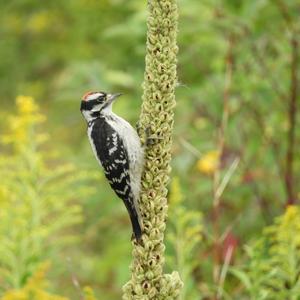 Downy Woodpecker