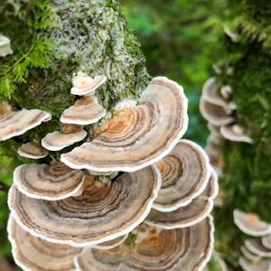 Turkey-tail