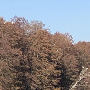 Great Egret