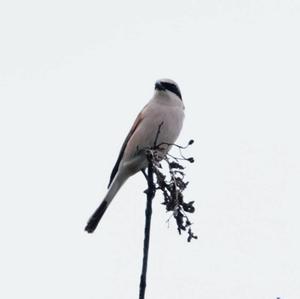 Red-backed Shrike