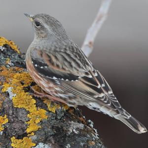 Alpine Accentor