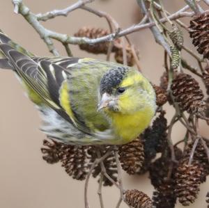 Eurasian Siskin