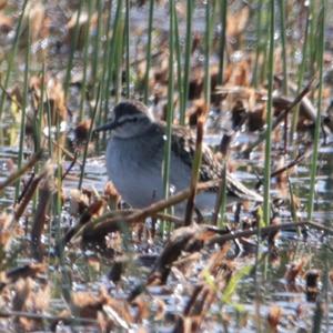 Green Sandpiper