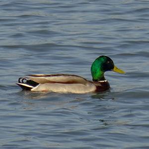 Mallard