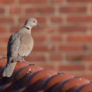 Eurasian Collared-dove