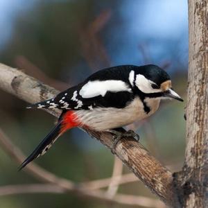 Great Spotted Woodpecker