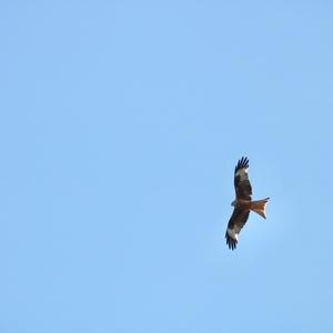 Red Kite