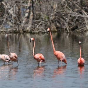 Greater Flamingo