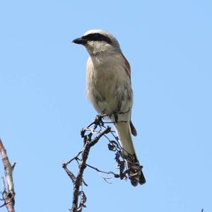 Red-backed Shrike