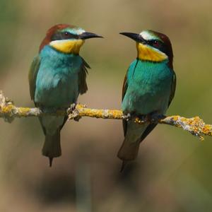 European Bee-eater