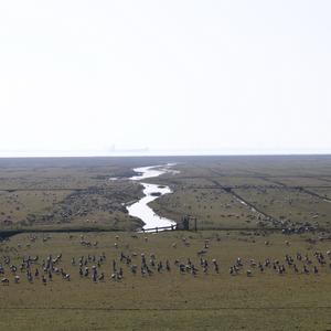 Barnacle Goose