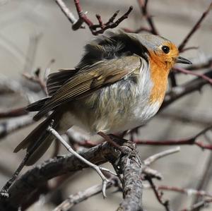 European Robin