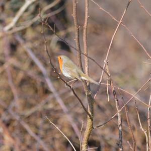 European Robin