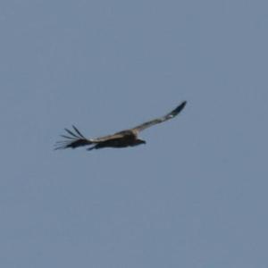 Griffon Vulture