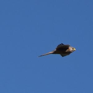 Common Kestrel