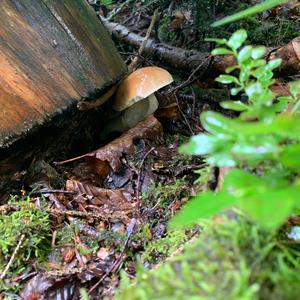 King Bolete