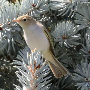 Bonelli's Warbler