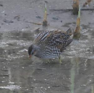 Spotted Crake