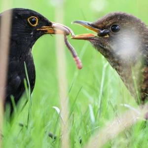 Eurasian Blackbird