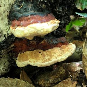 Red-belted Polypore