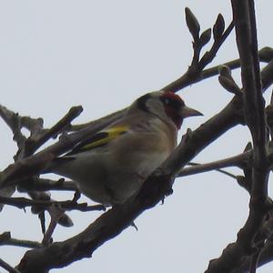 European Goldfinch